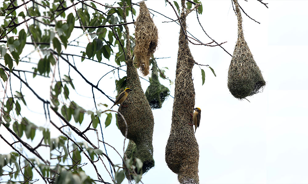 ४ तस्बिरमा तोप चराको गुँड बनाउने कला